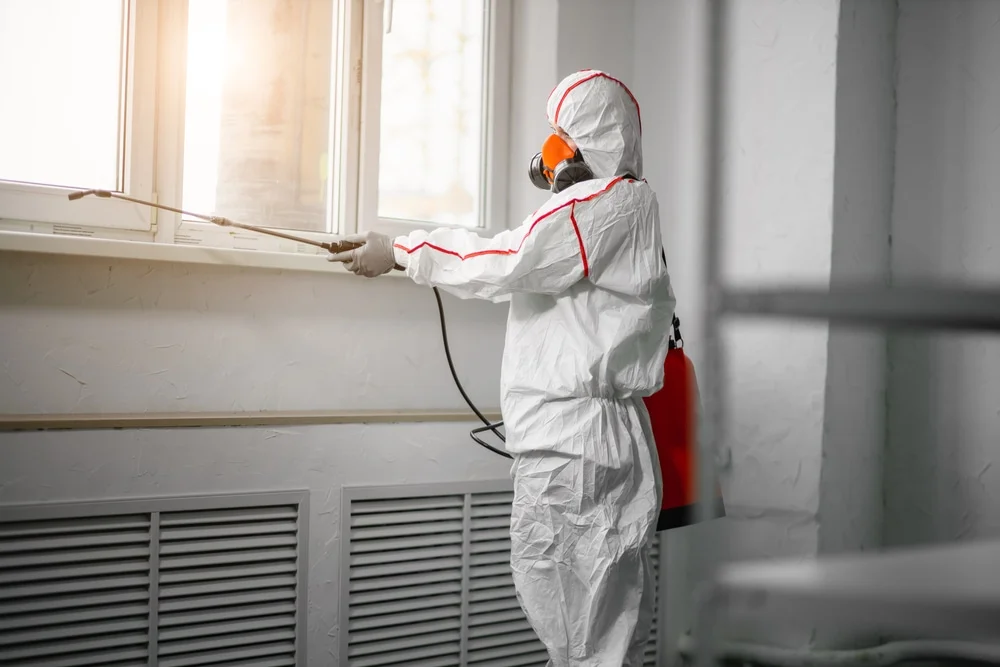 Professional mold remediation services in New Summerfield, TX